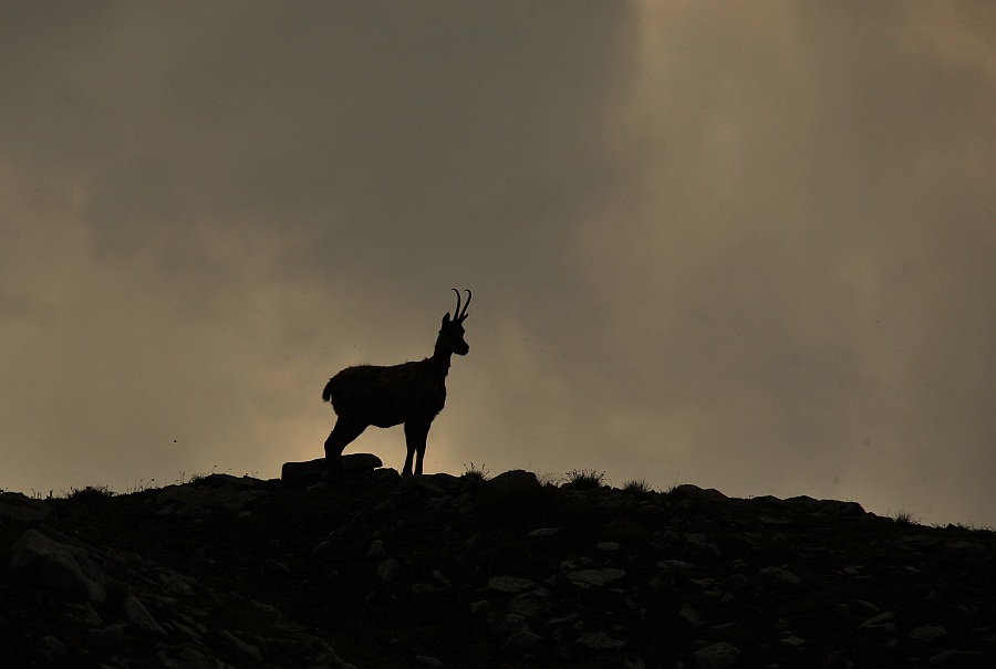 Camoscio d''Abruzzo Rupicapra pyrenaica ornata